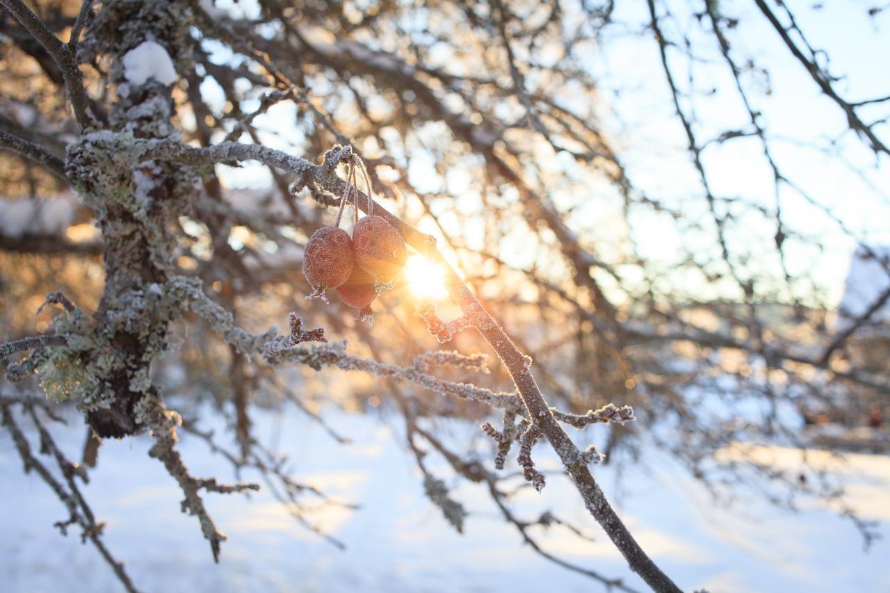 Helsingegarden Pansiyon Järvsö Dış mekan fotoğraf